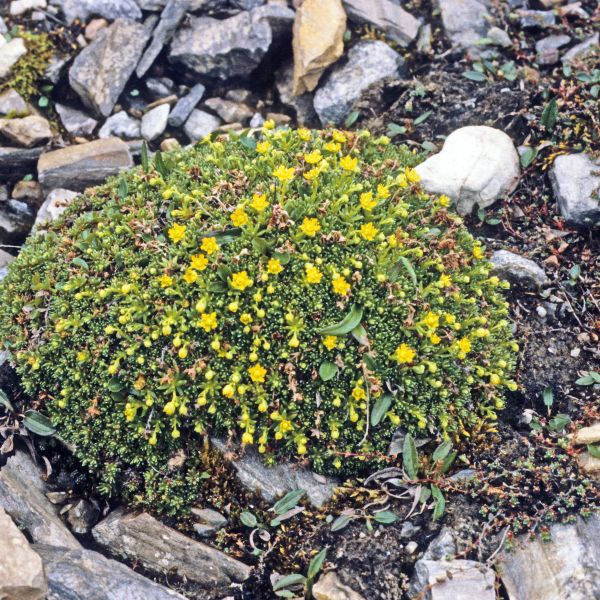 Saxifraga aizoides arktisk rase Svalbard E. Fremstad 1981